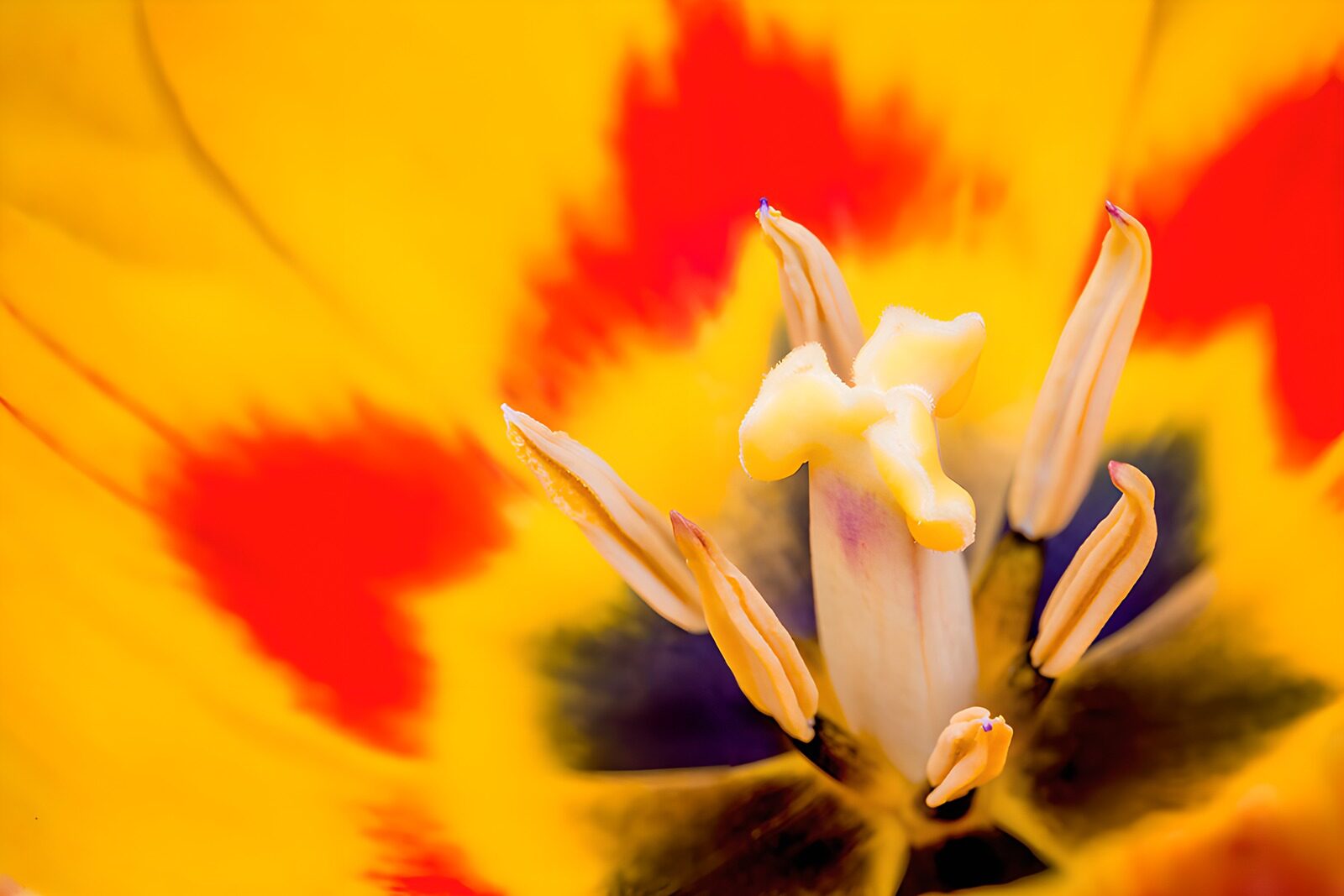 TPDE74139: Bunte Tulpenblüte im Detail