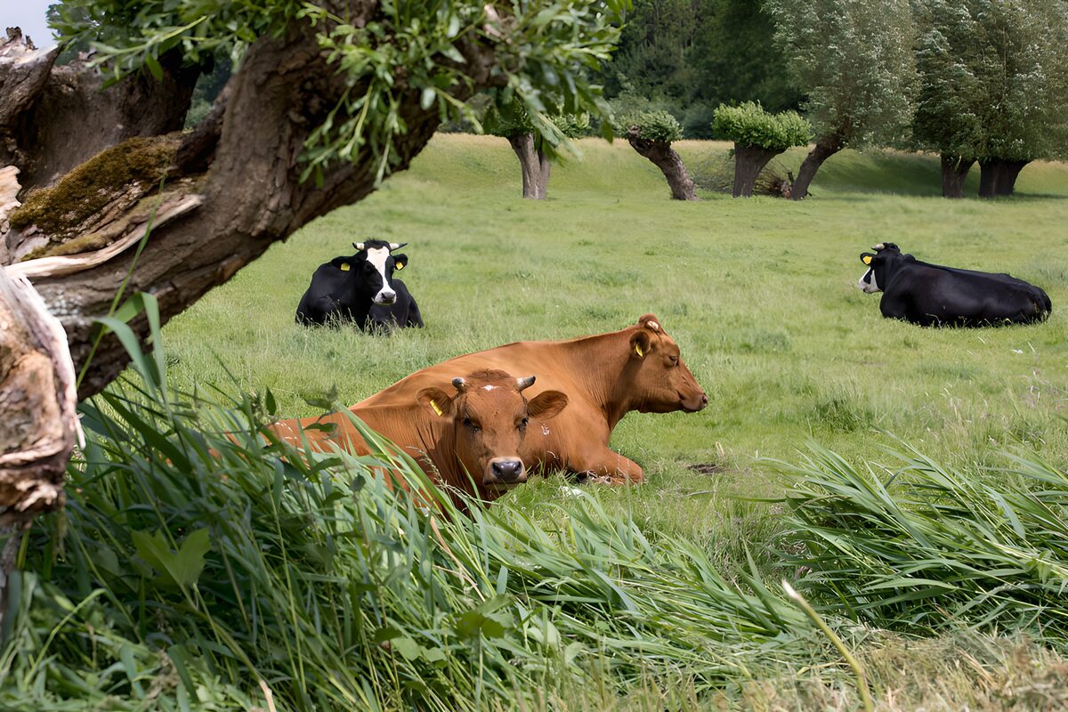 Kühe auf der Weide im Grünen