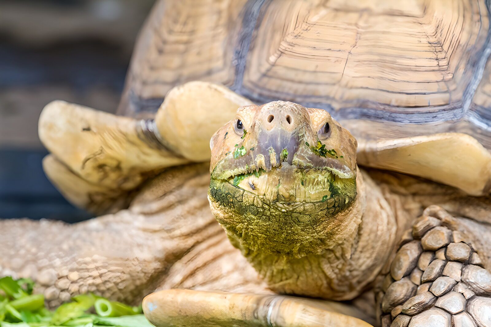 TPDE15275: Die majestätische Schildkröte