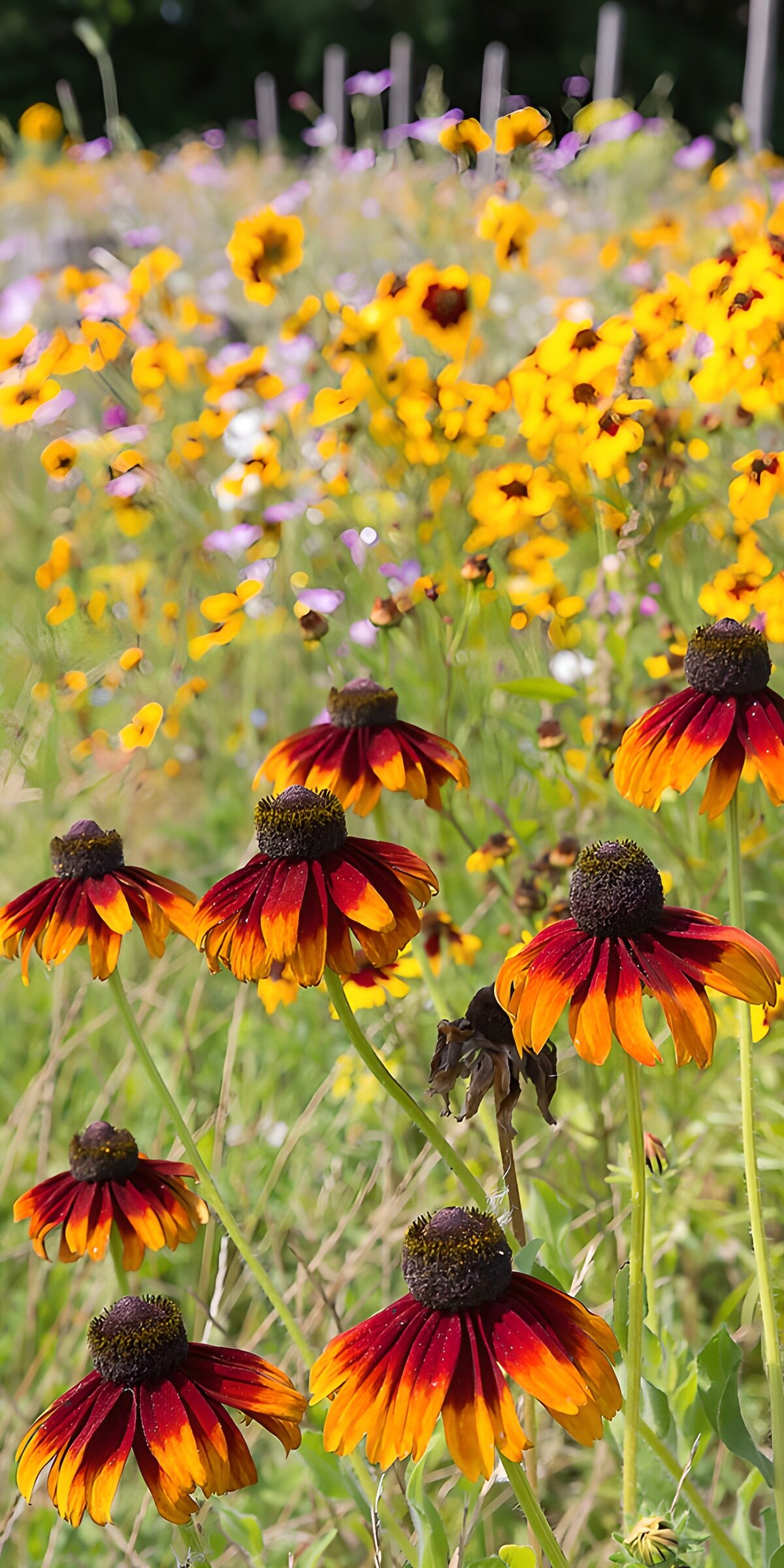 TPDE37651: Bunte Blumenwiese im Sommer