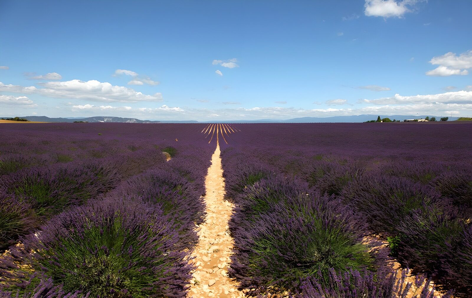 TPDE53949: die kräftigen lila Farben der Lavendel bis an den Horizont