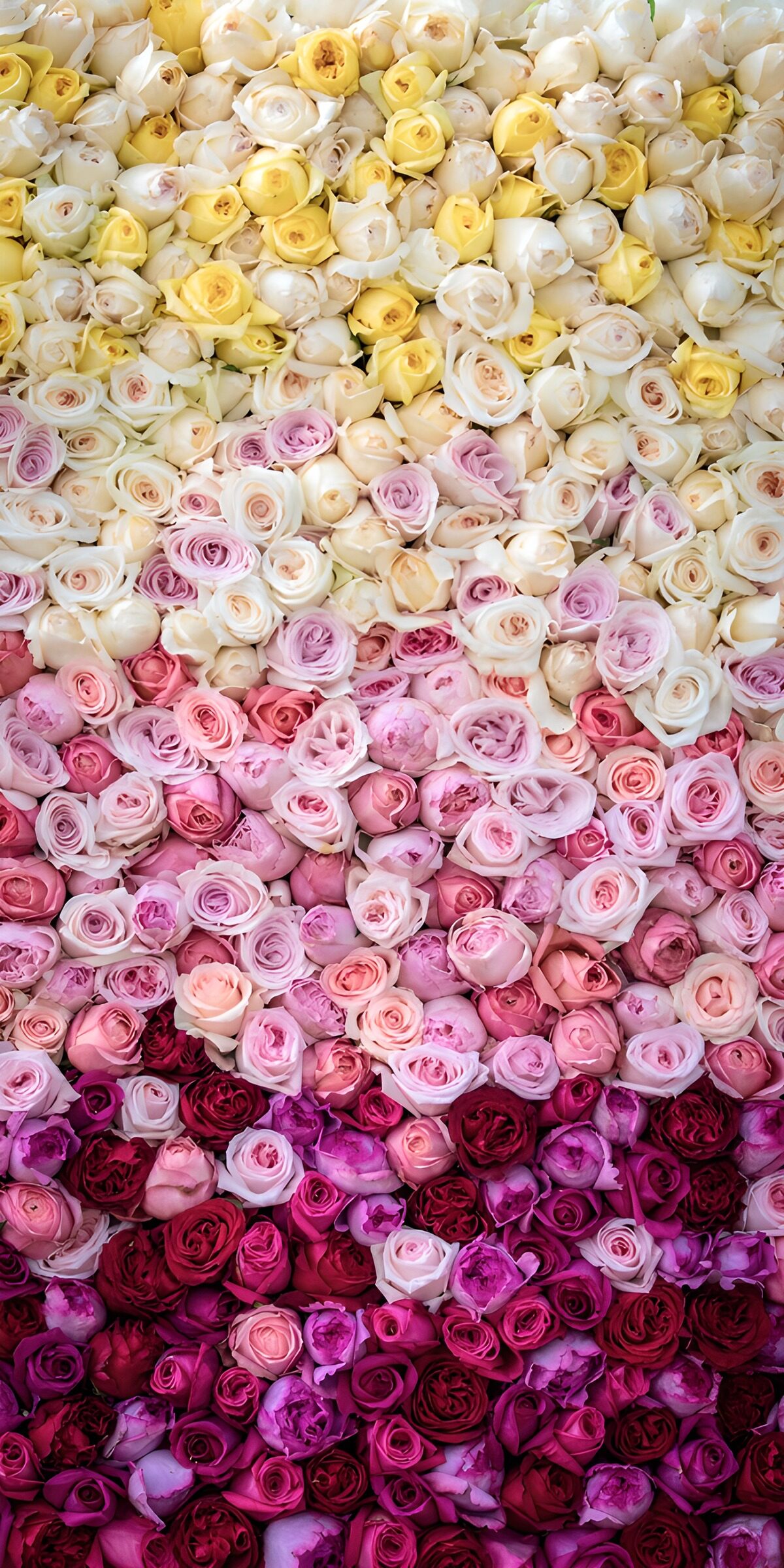 TPDE32684: Farbenfrohe Rosenwand
