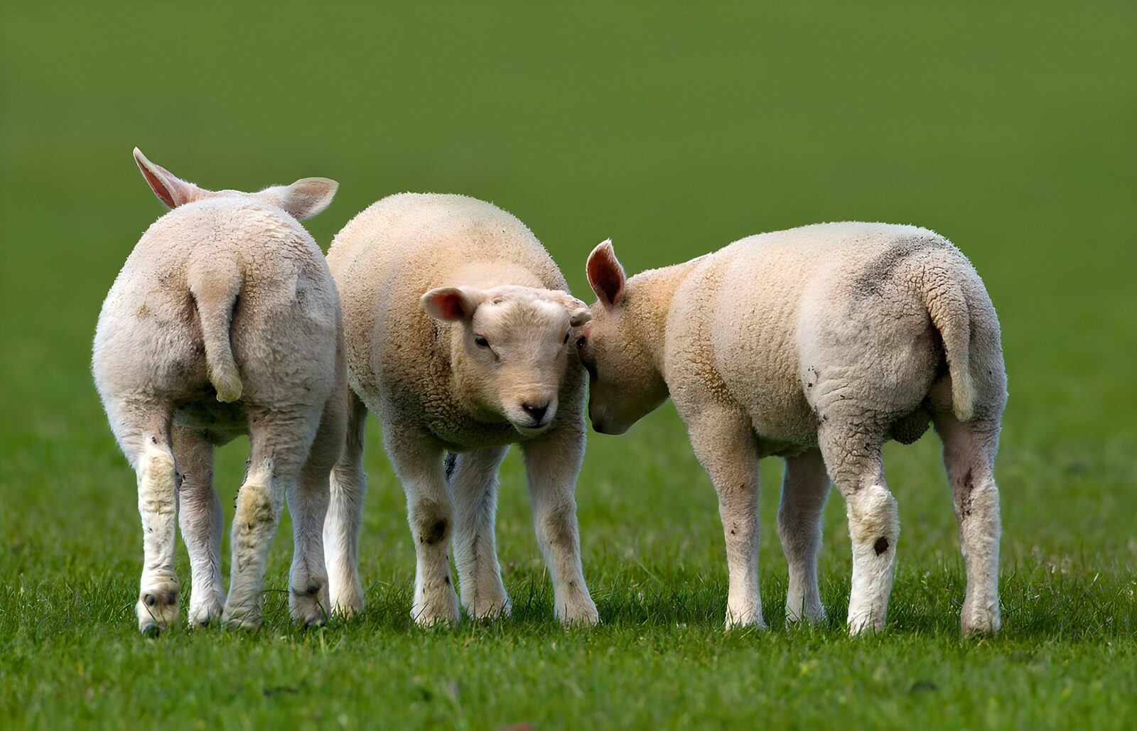 TPDE42102: Kinder des Feldes: Drei Lämmer im Gespräch