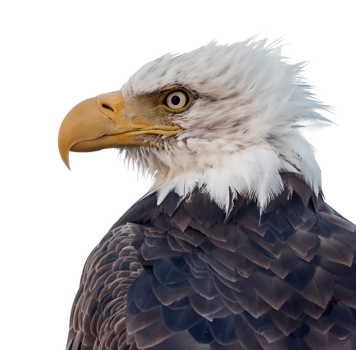 TPDE48799: Amerikanischer Seeadler im Profil