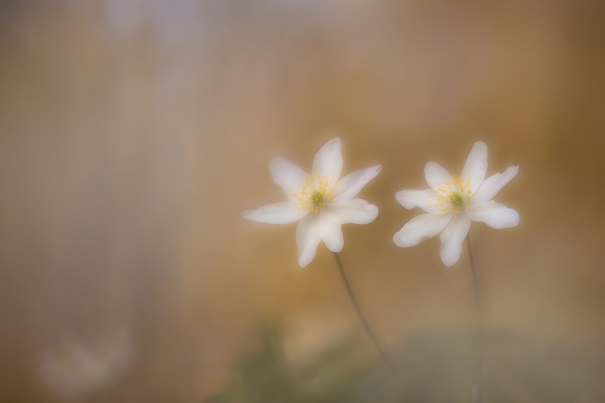 Zarte weiße Blumen im sanften Licht