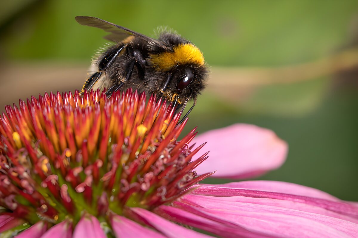 TPDE44337: Biene auf einer Blüte im Detail