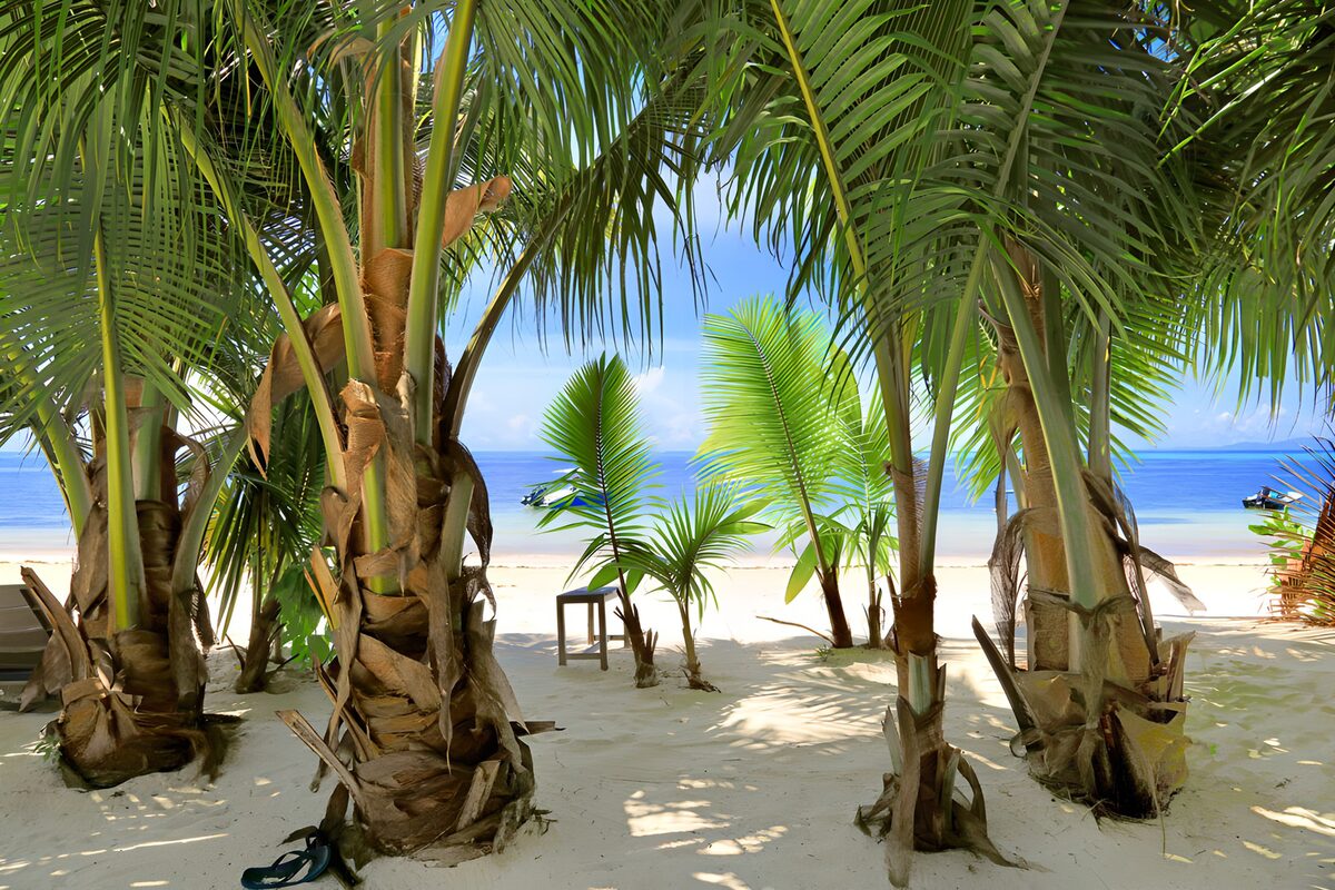 TPDE40713: Tropischer Strandblick zwischen Palmen