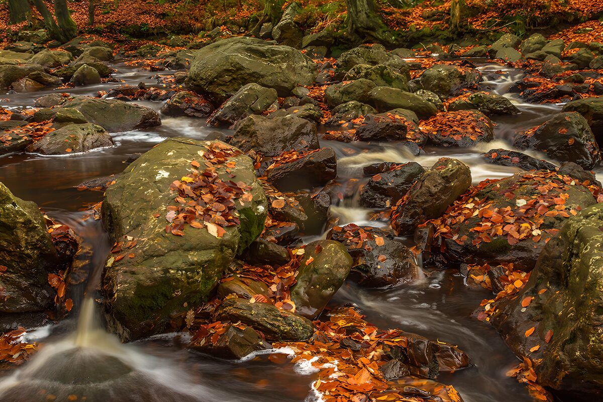 TPDE24617: Herbstliches Bachtal im Wald