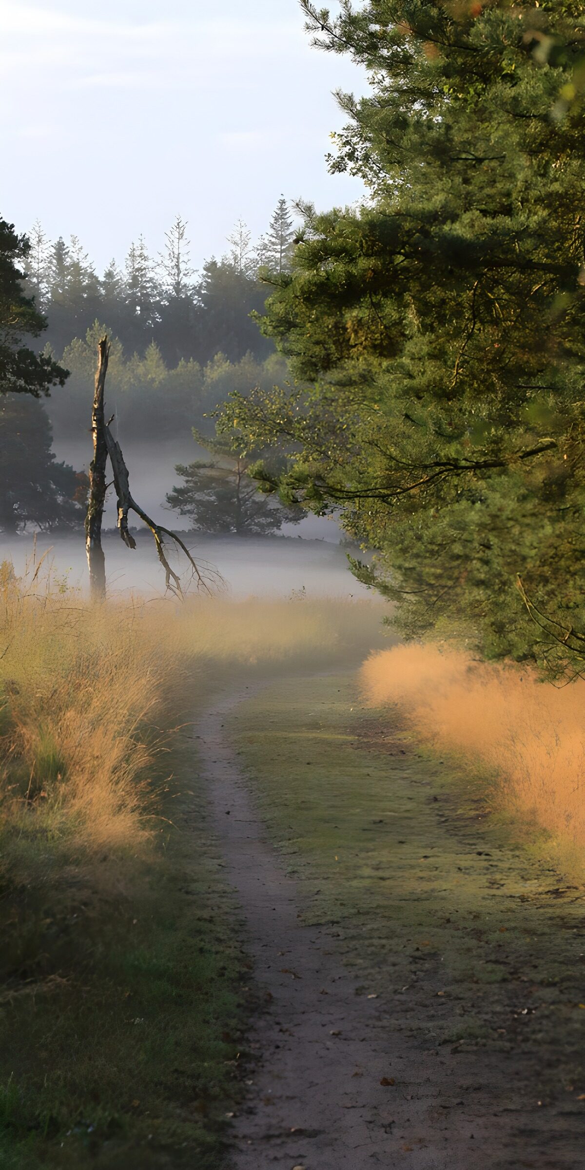 TPDE97685: Verlassener Weg im geheimnisvollen Wald