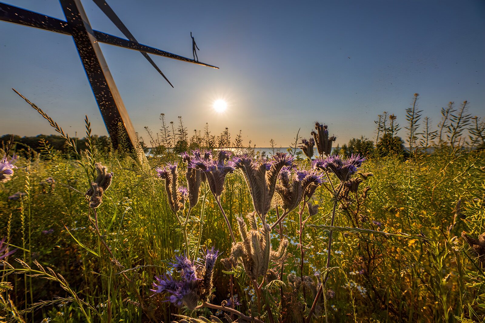 TPDE60806: Blühende Wiese im Sonnenlicht