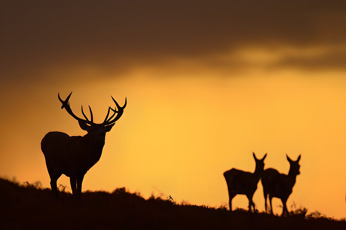 TPDE71956: Rehe bei Sonnenuntergang