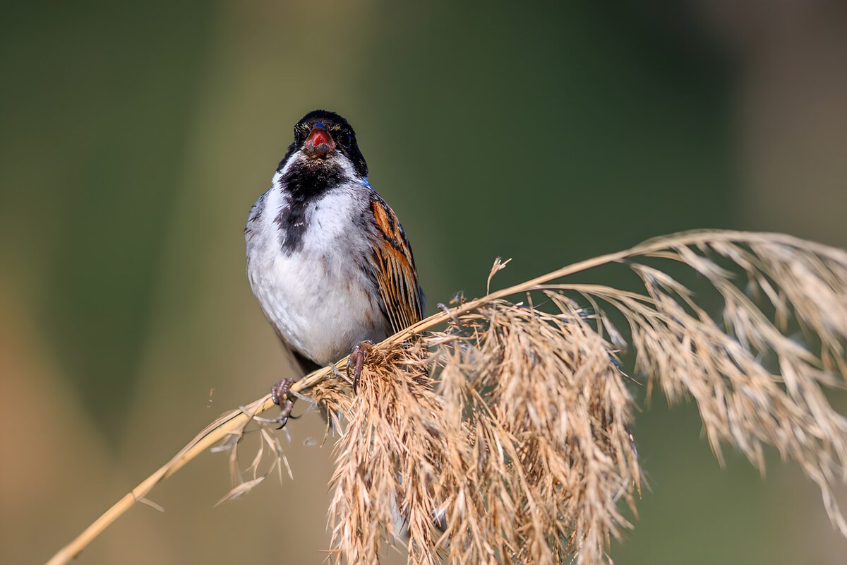 TPDE98076: Singender Vogel auf einem Schilfrohr