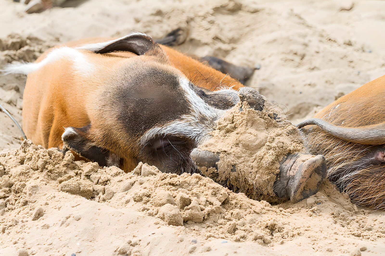 TPDE86556: Wildschweine im Sand spielen