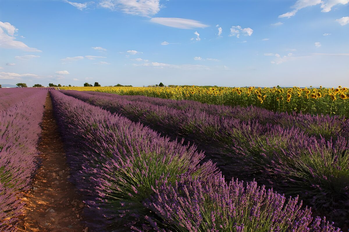 Lavendel und Sonnenblumen in Südfrankreich, wo es nicht sonderlich regnerisch ist