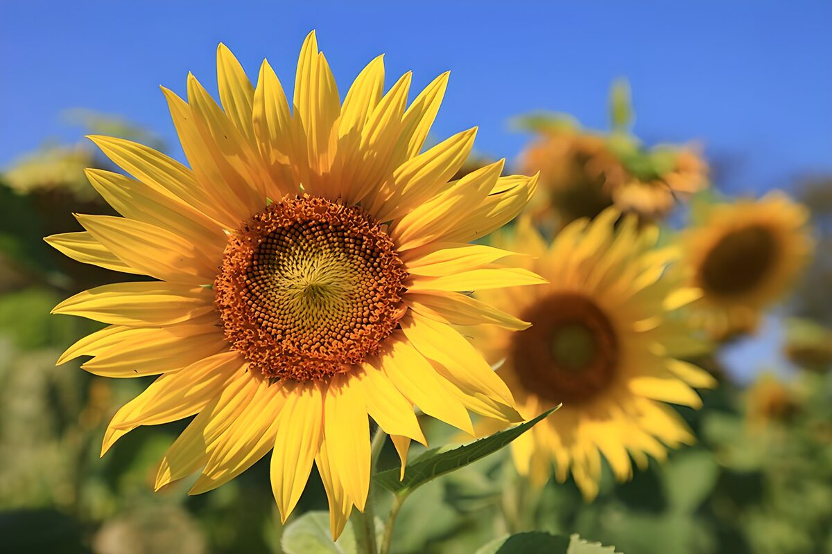 Sonnenblume mit ihren Kernen 