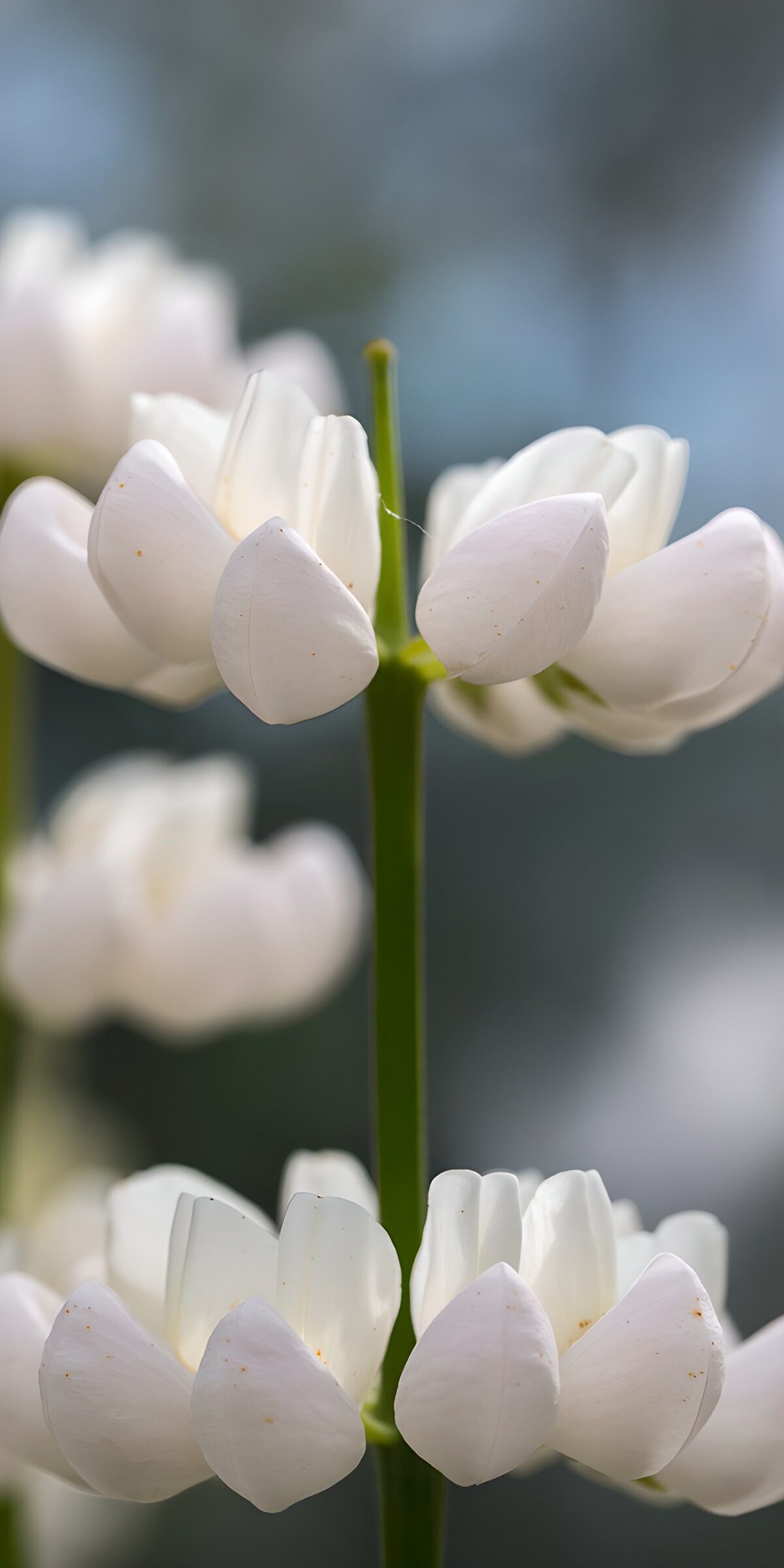 TPDE67784: Zarte weiße Blumen im Nahaufnahme