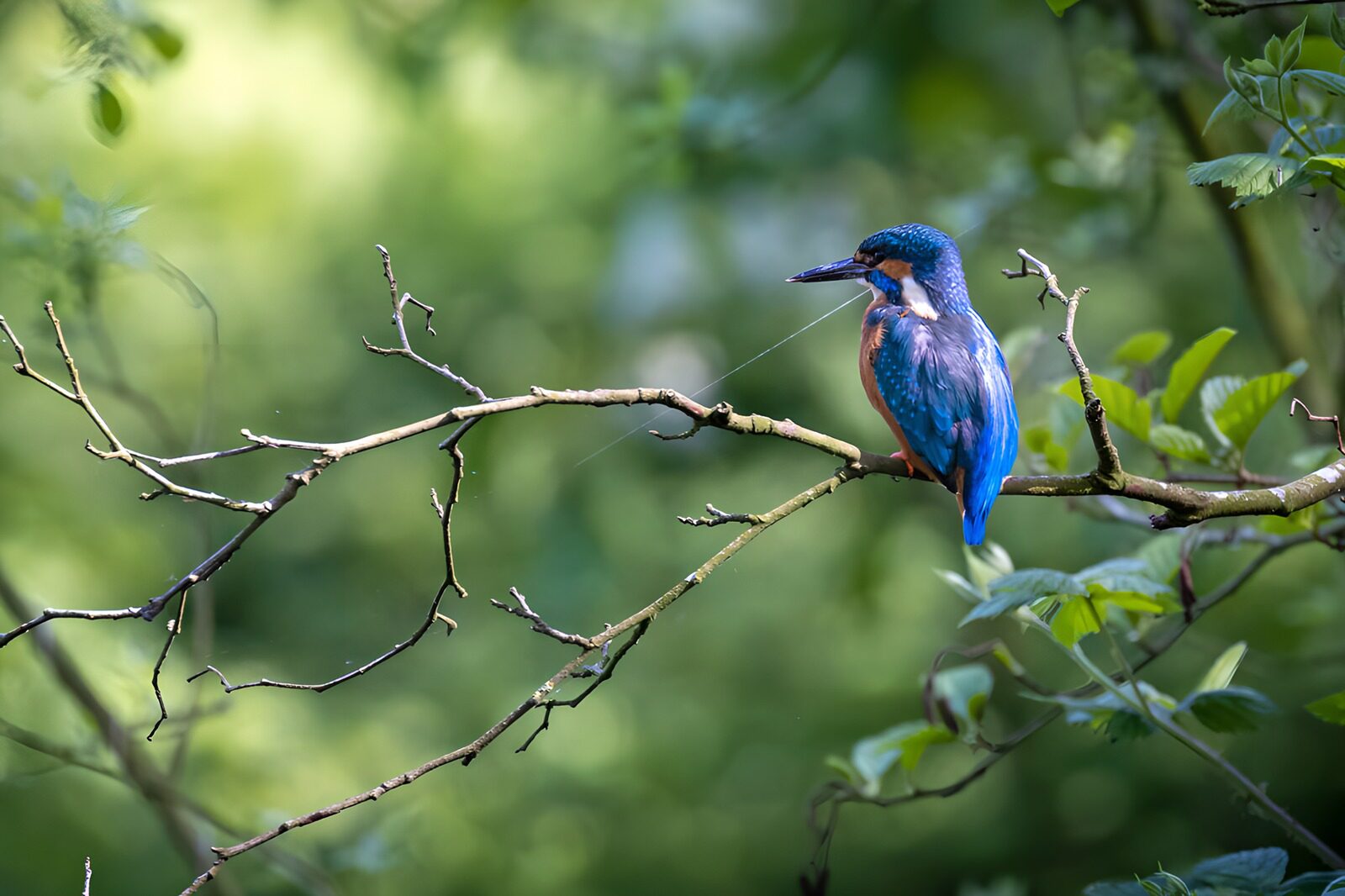 TPDE41007: Eisvogel auf einem Ast