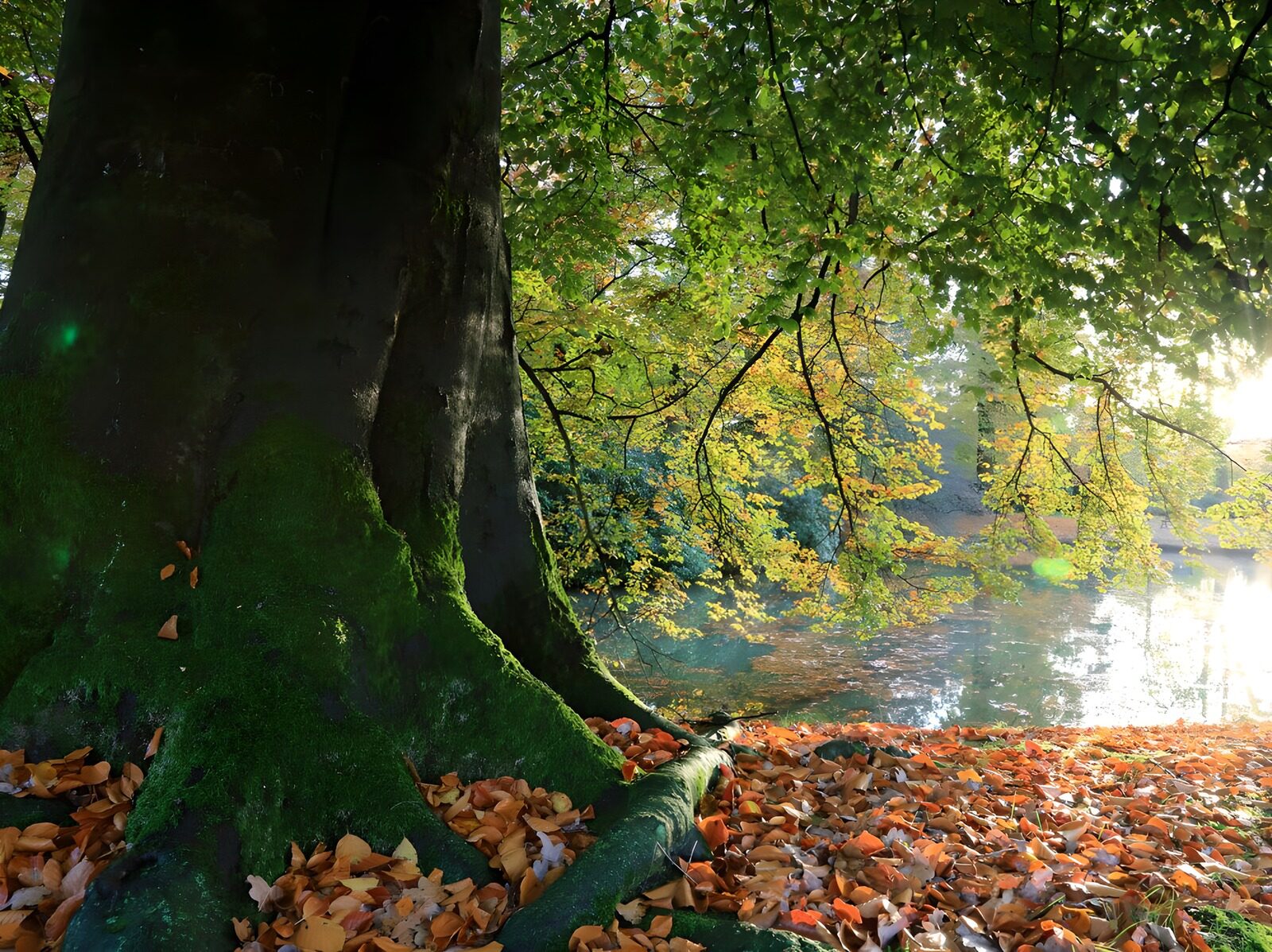 TPDE98537: Herbst im Park 1
