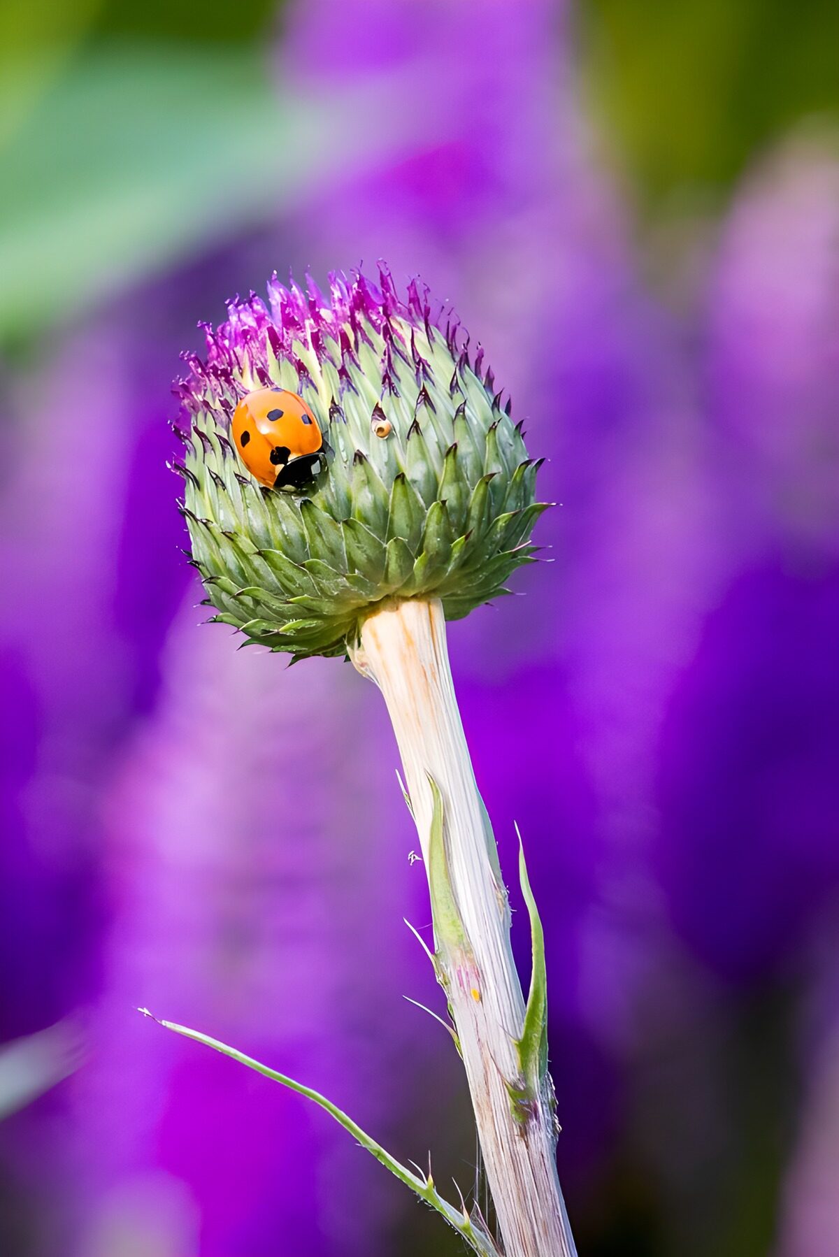 Marienkäfer auf Distelkugel