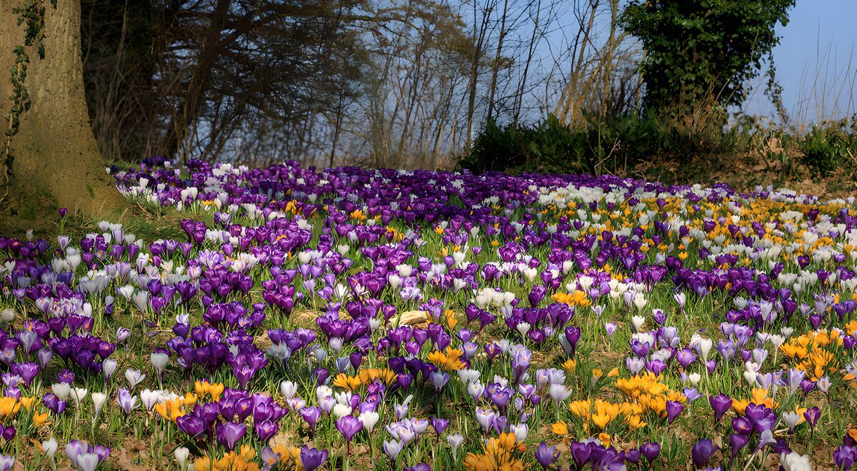 TPDE77348: Frühlingsblüten im bunten Kleid