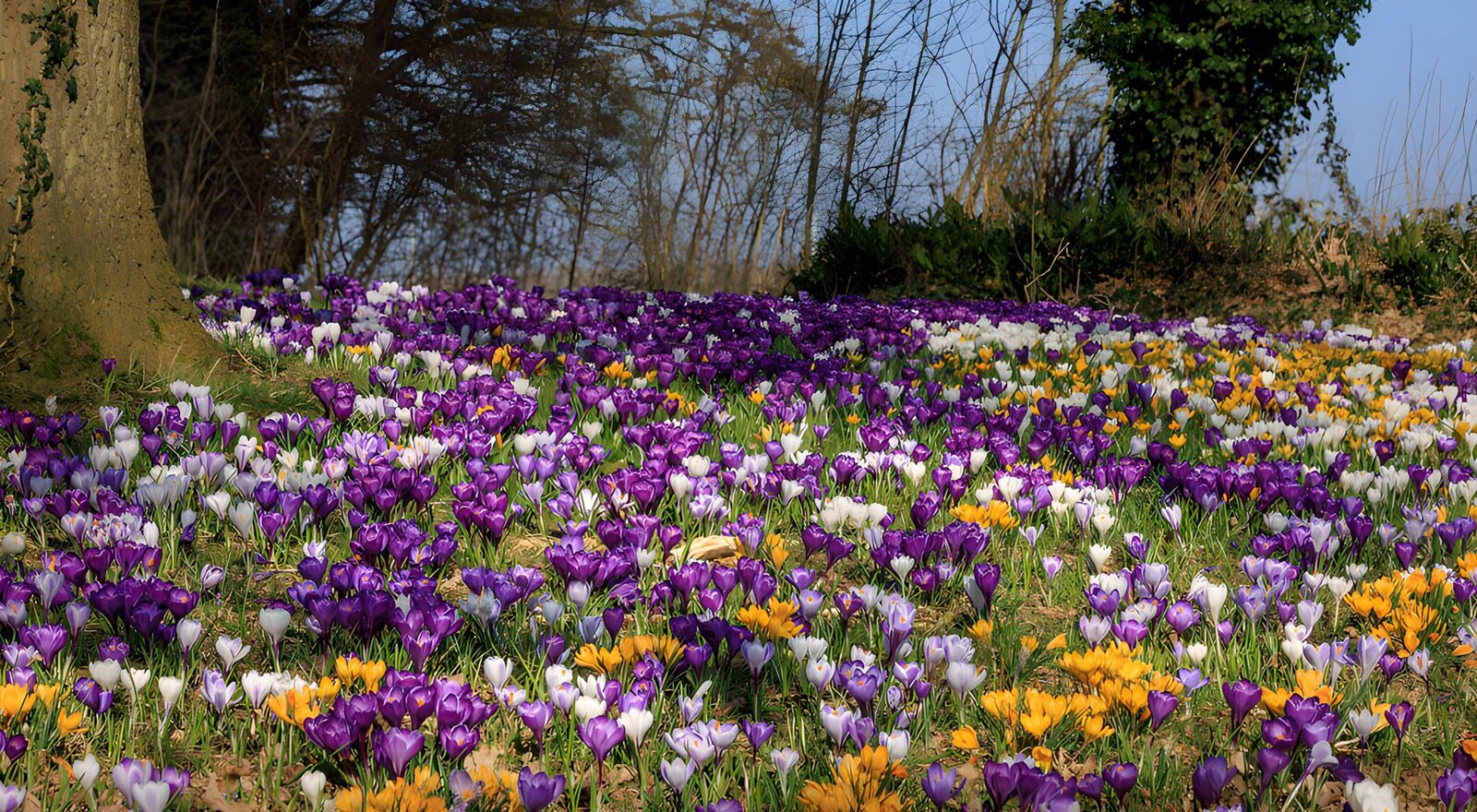TPDE77348: Frühlingsblüten im bunten Kleid