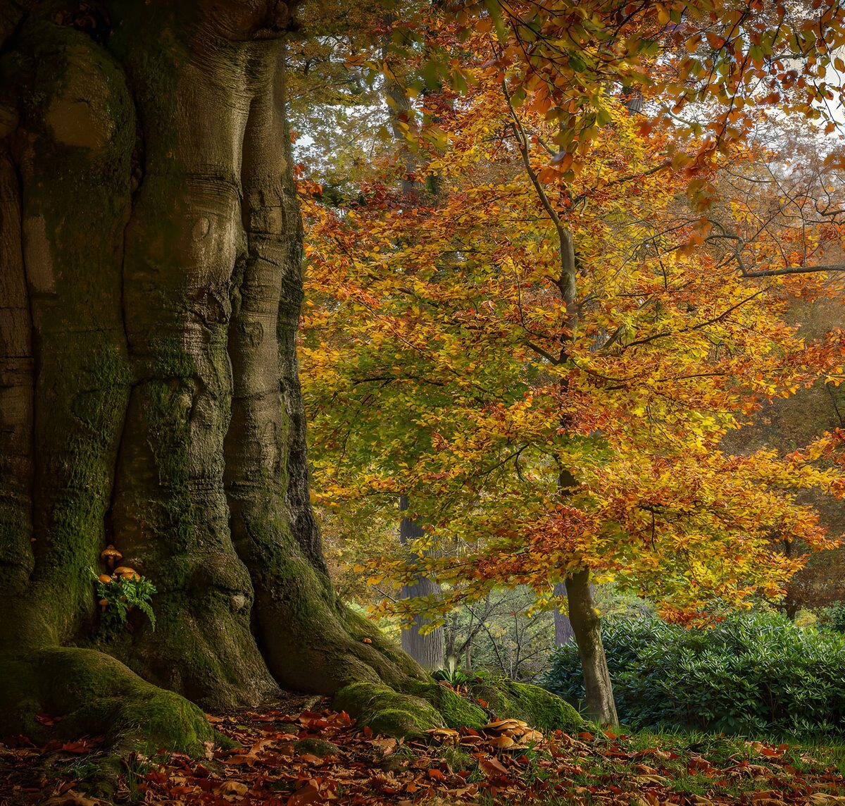 TPDE61651: Herbstliche Baumlandschaft im Wald
