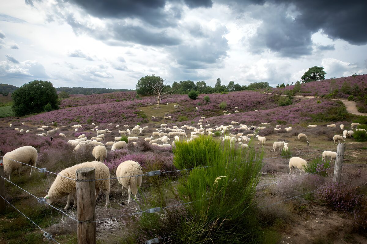TPDE91428: Schafherde in blühender Heide