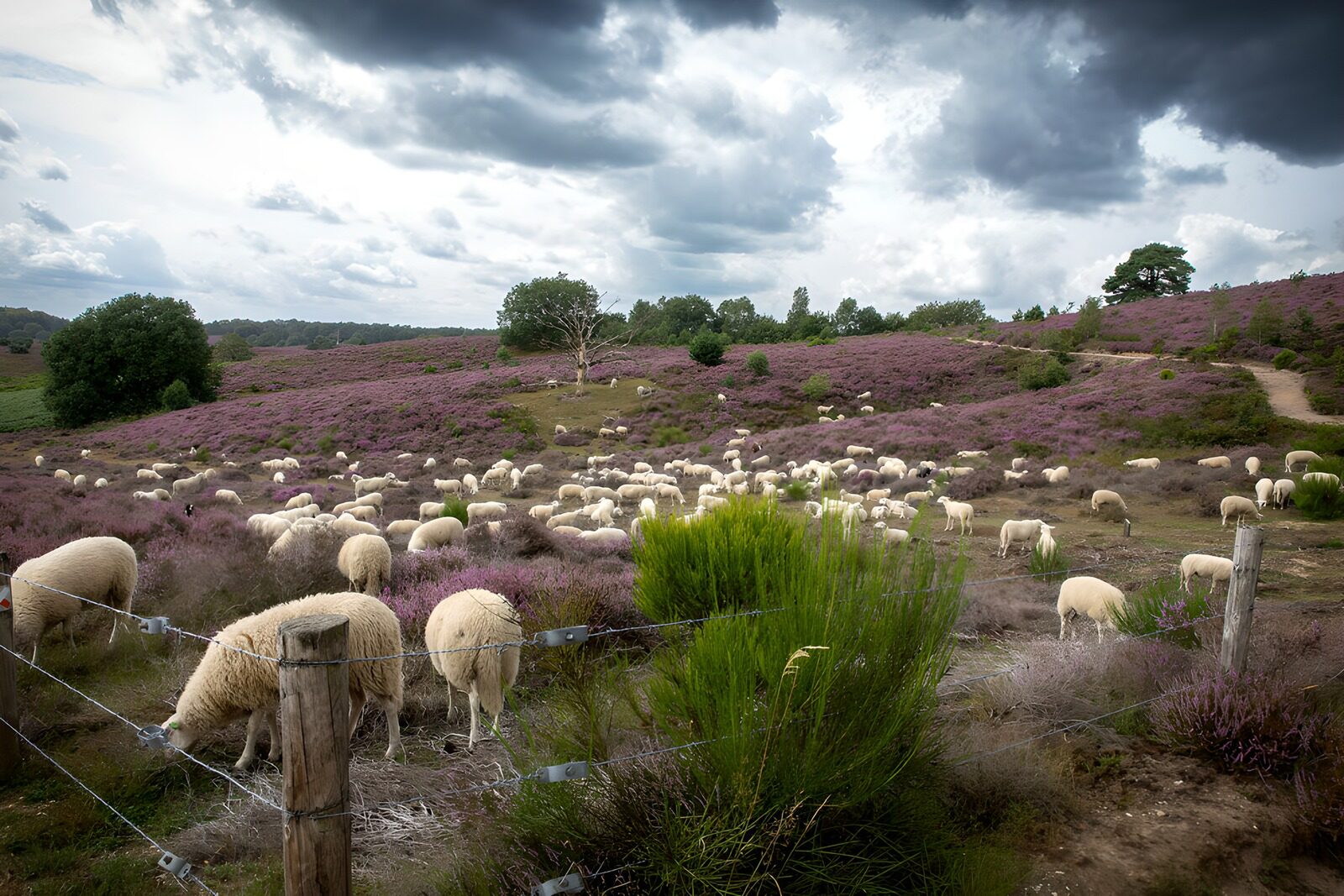TPDE91428: Schafherde in blühender Heide