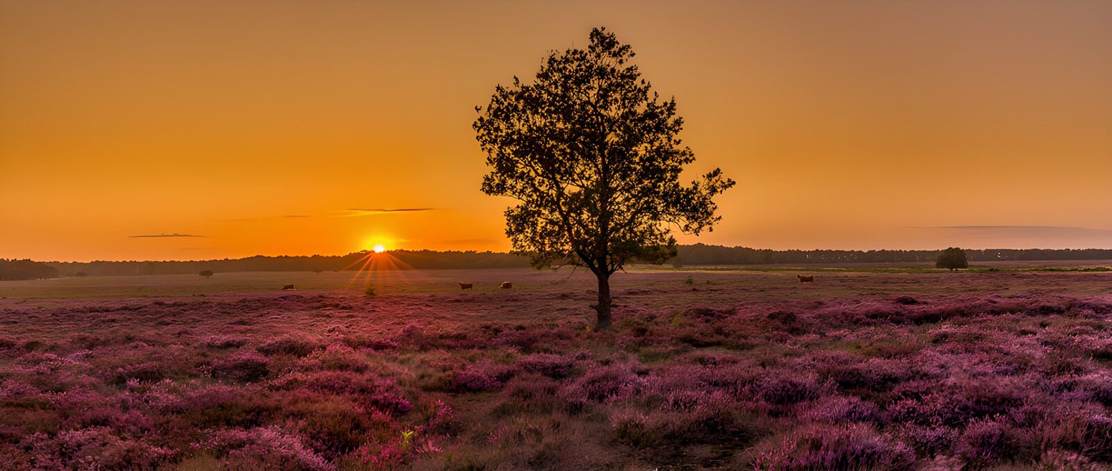 TPDE63045: Sonnenuntergang über der Heide