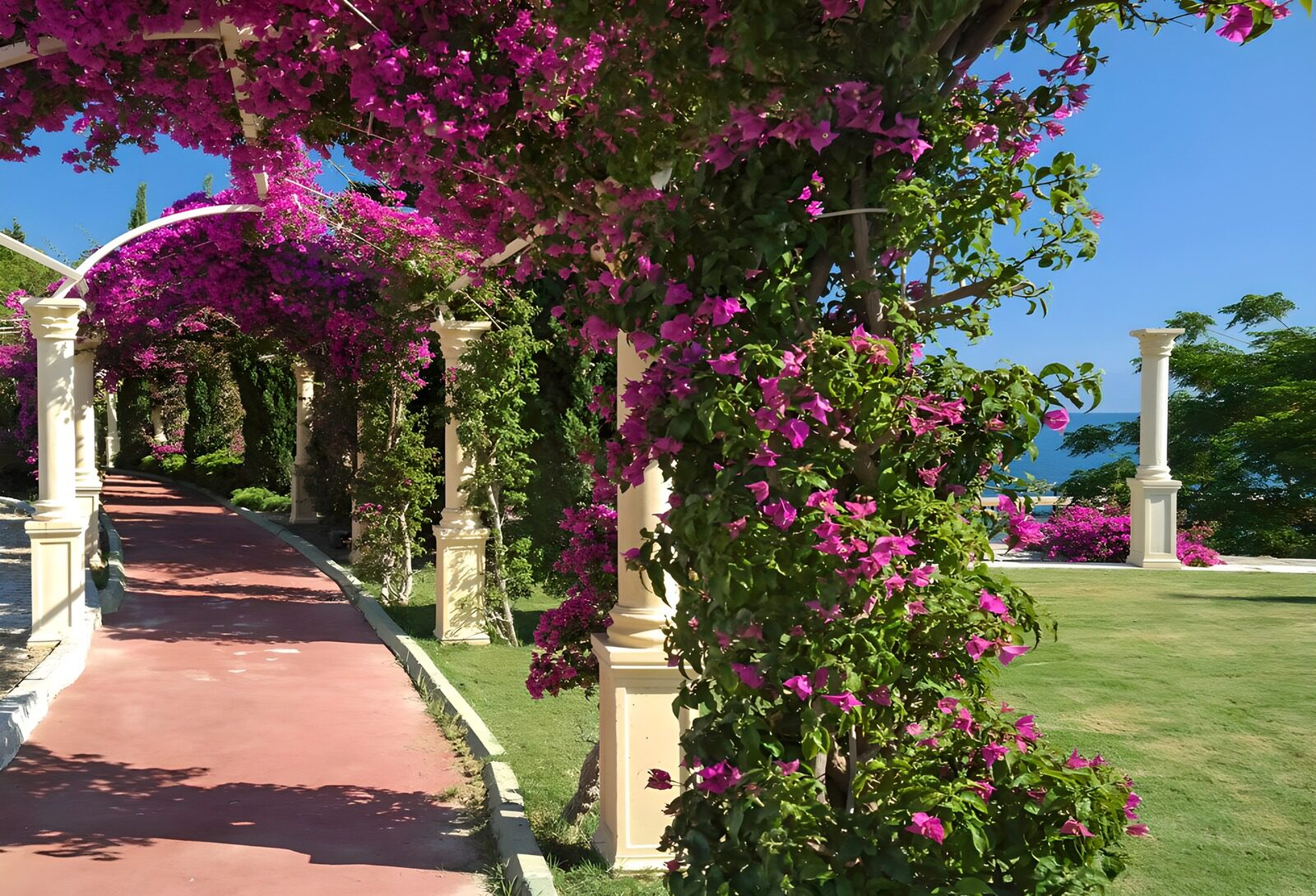 TPDE76593: Wanderweg mit meterlangen Ranken der Bougainvillea an Spalieren
