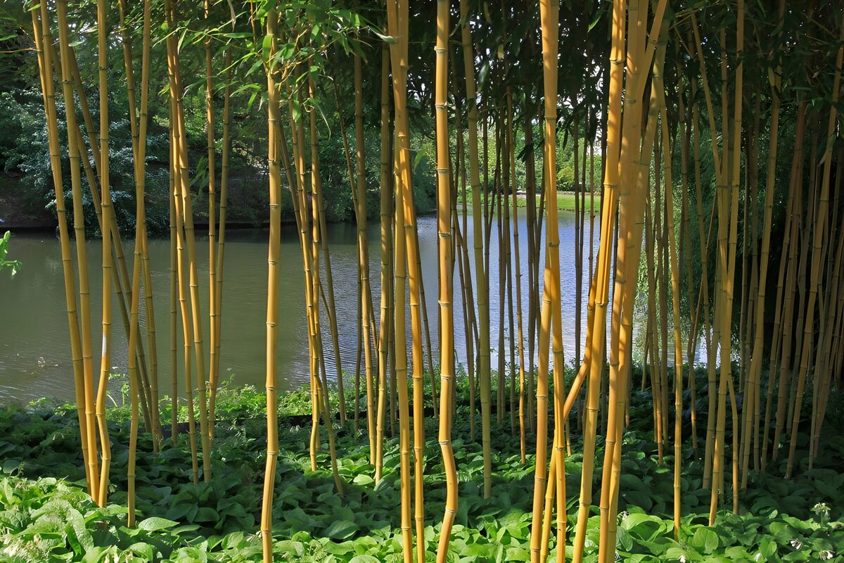 Bambus in einem botanischen Garten mit Blick auf einen Teich