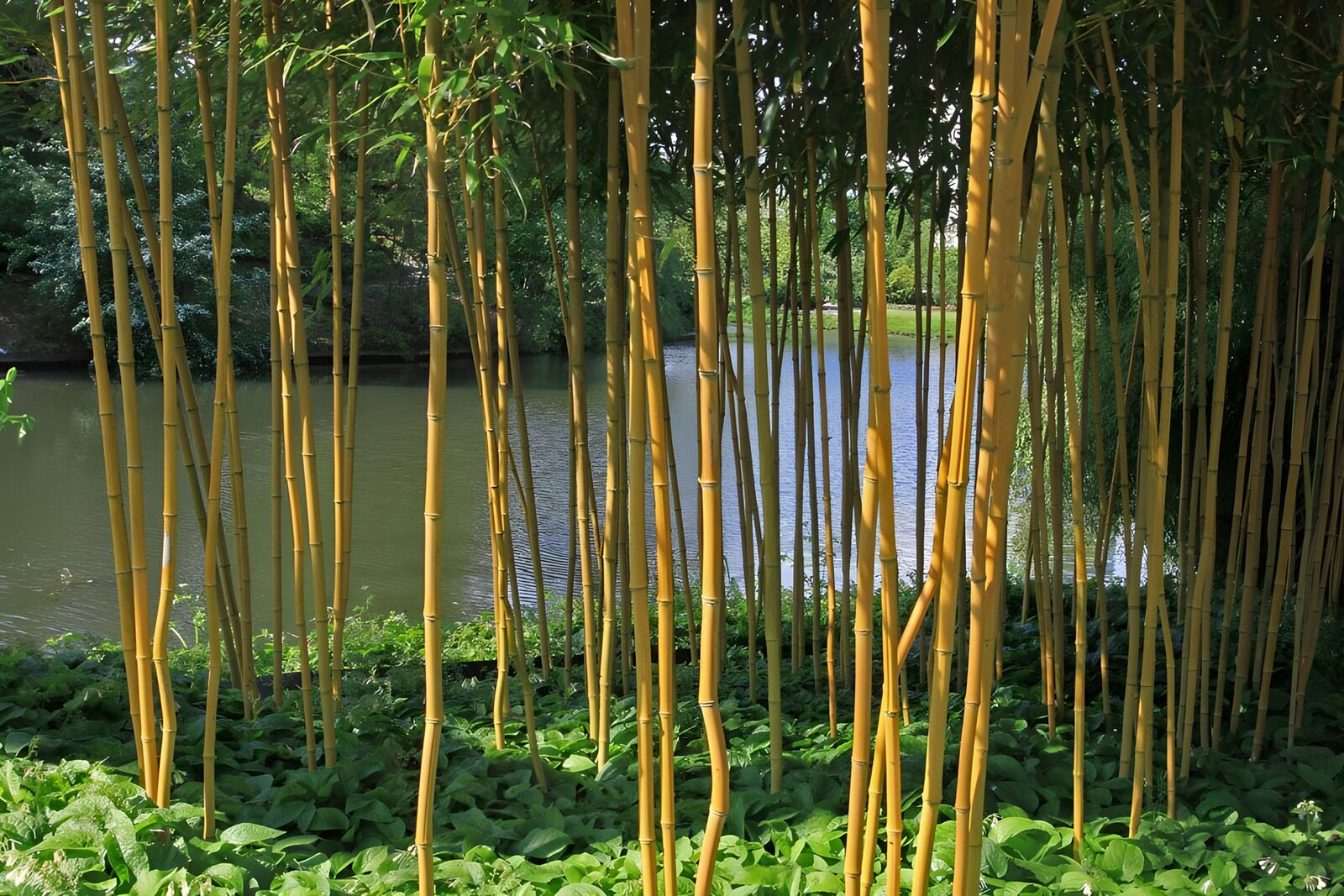 TPDE63006: Bambus in einem botanischen Garten mit Blick auf einen Teich