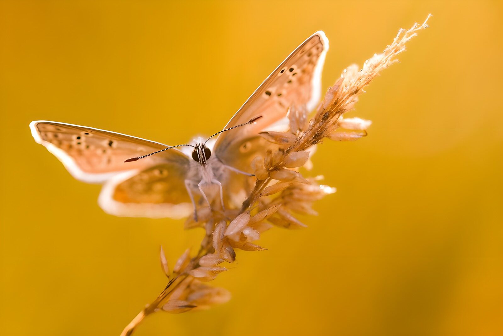 TPDE88619: Schmetterling auf einem Blütenstiel in der Sonne