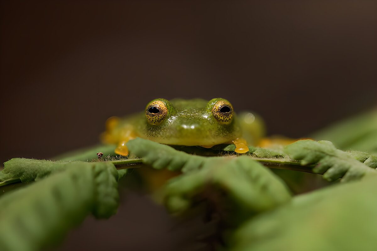 Grüner Frosch auf Farnblatt