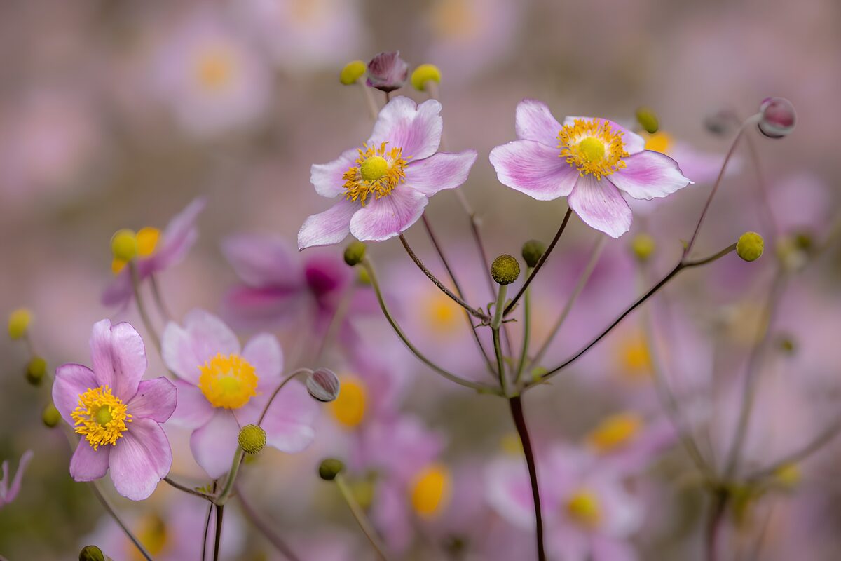 Zarte rosa Blüten im Frühling