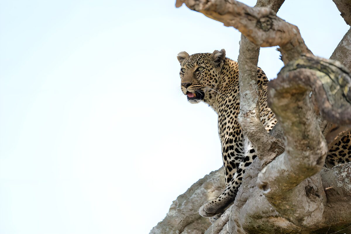 TPDE33374: Leopard auf Baum mit Aussicht