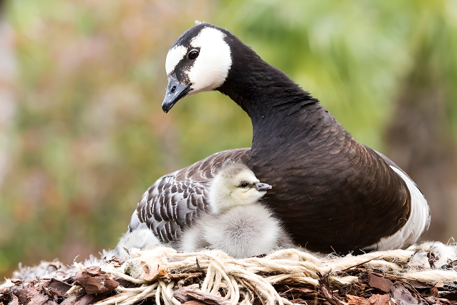 TPDE20951: Gans mit ihrem Küken im Nest