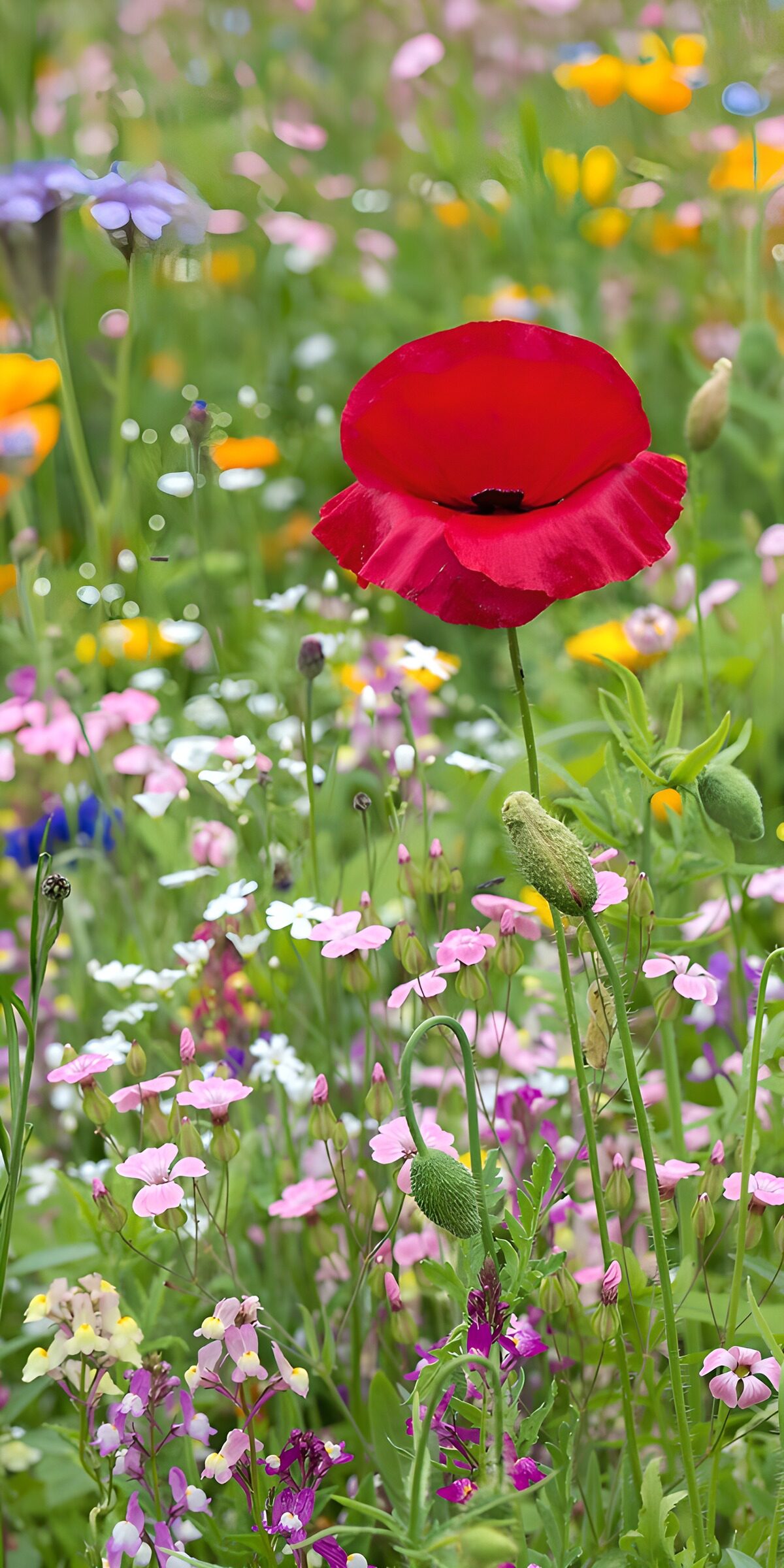 TPDE36385: Rote Mohnblume in einer bunten Wiese