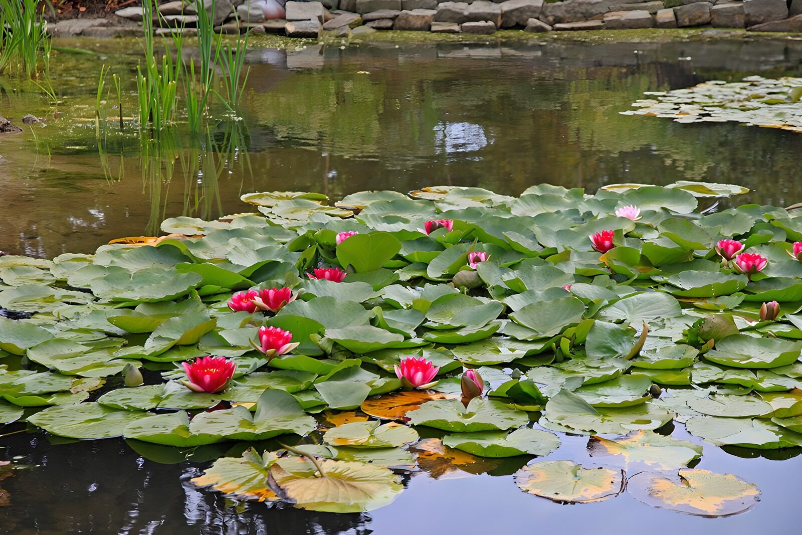TPDE50630: Rote Seerosen im Teich