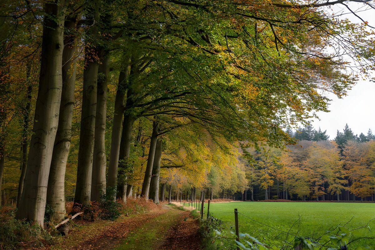 TPDE49327: Herbstliche Baumallee im Wald