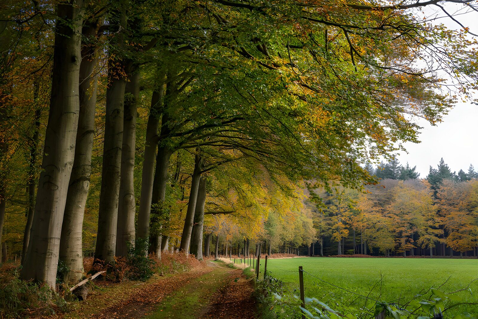 TPDE49327: Herbstliche Baumallee im Wald