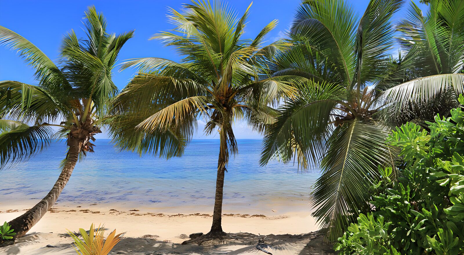 TPDE19489: Tropischer Strand mit Palmen