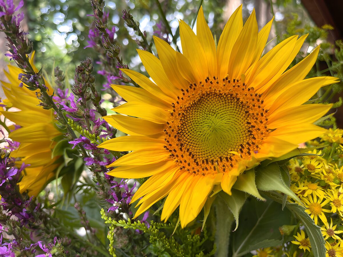 Strahlende Sonnenblume im Blumenstrauß