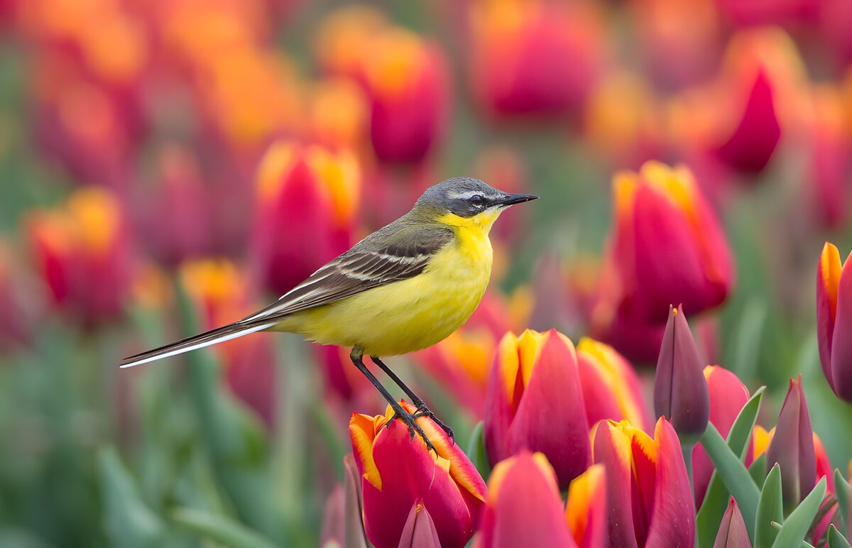 TPDE45915: Gelber Vogel zwischen bunten Tulpen