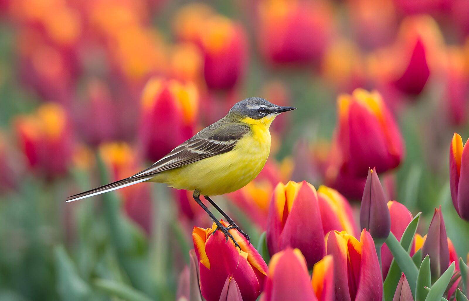 TPDE45915: Gelber Vogel zwischen bunten Tulpen