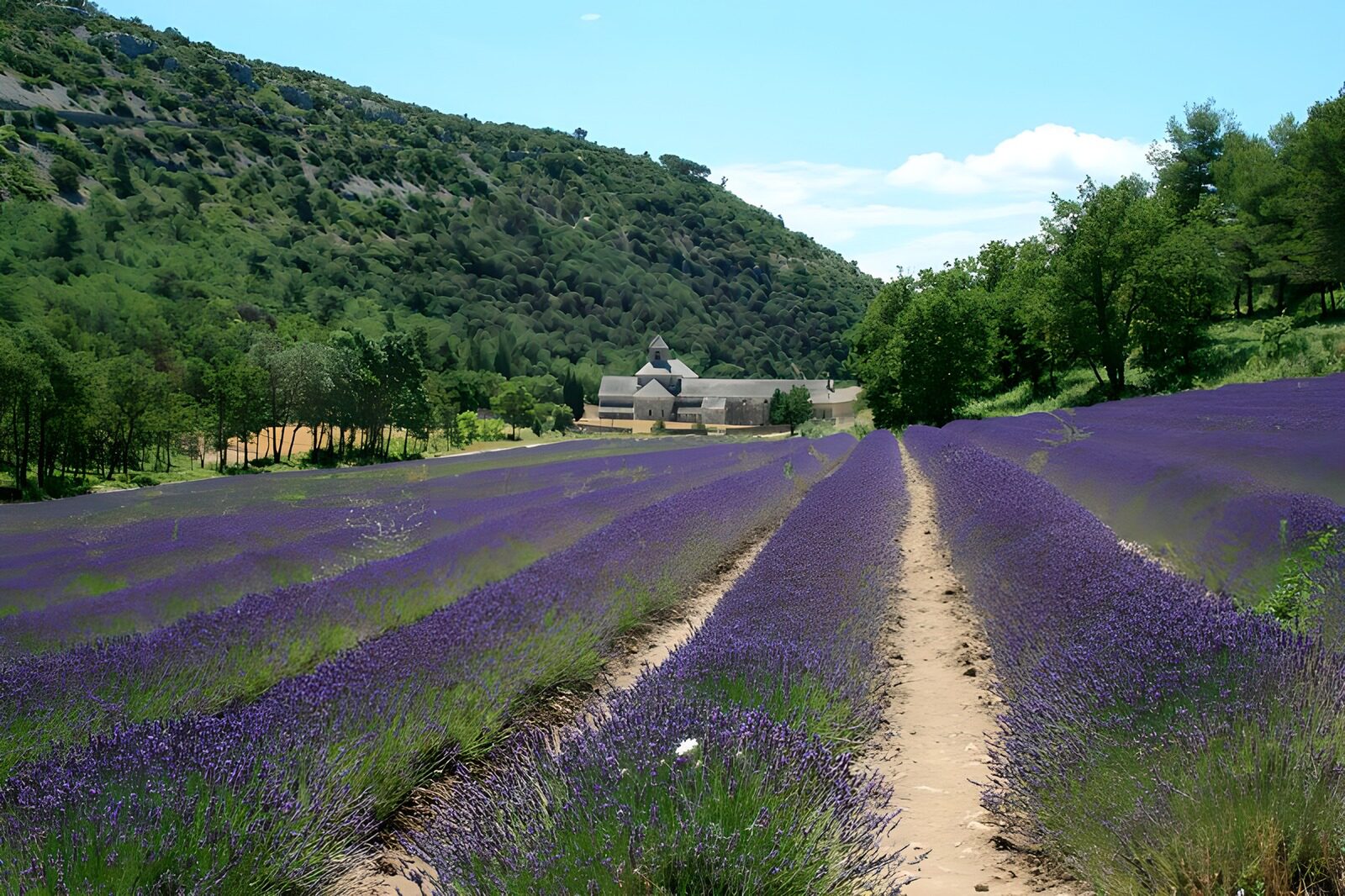 TPDE16558: Lavendel und am Horizent ein Bauernhof
