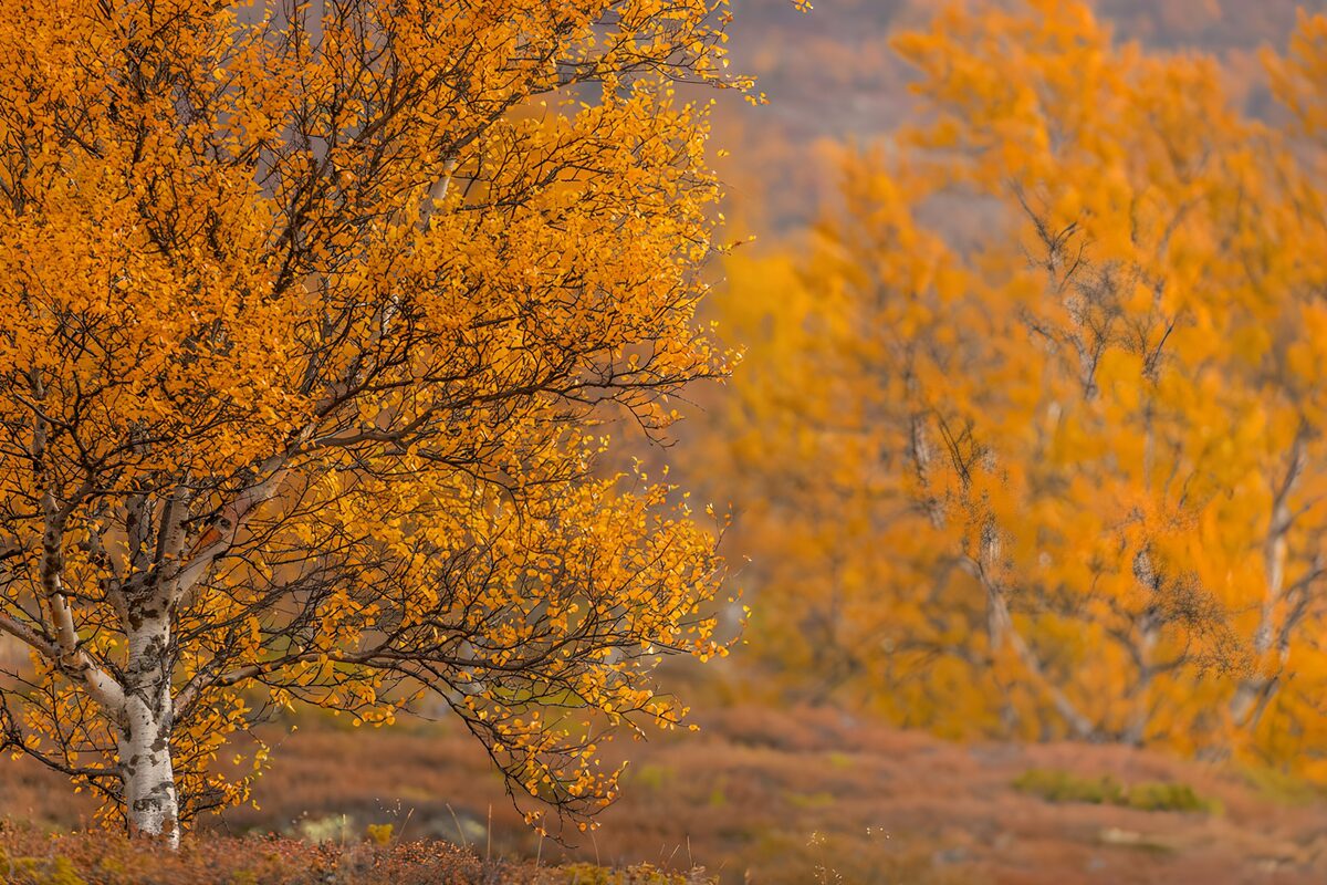 TPDE92326: Herbstliche Bäume in Goldtönen