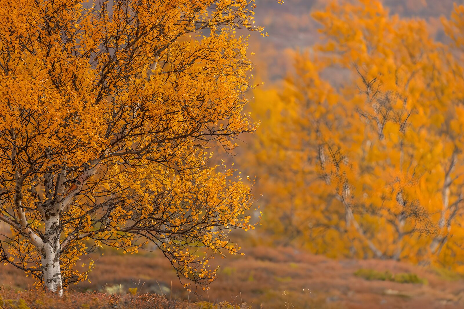 TPDE92326: Herbstliche Bäume in Goldtönen