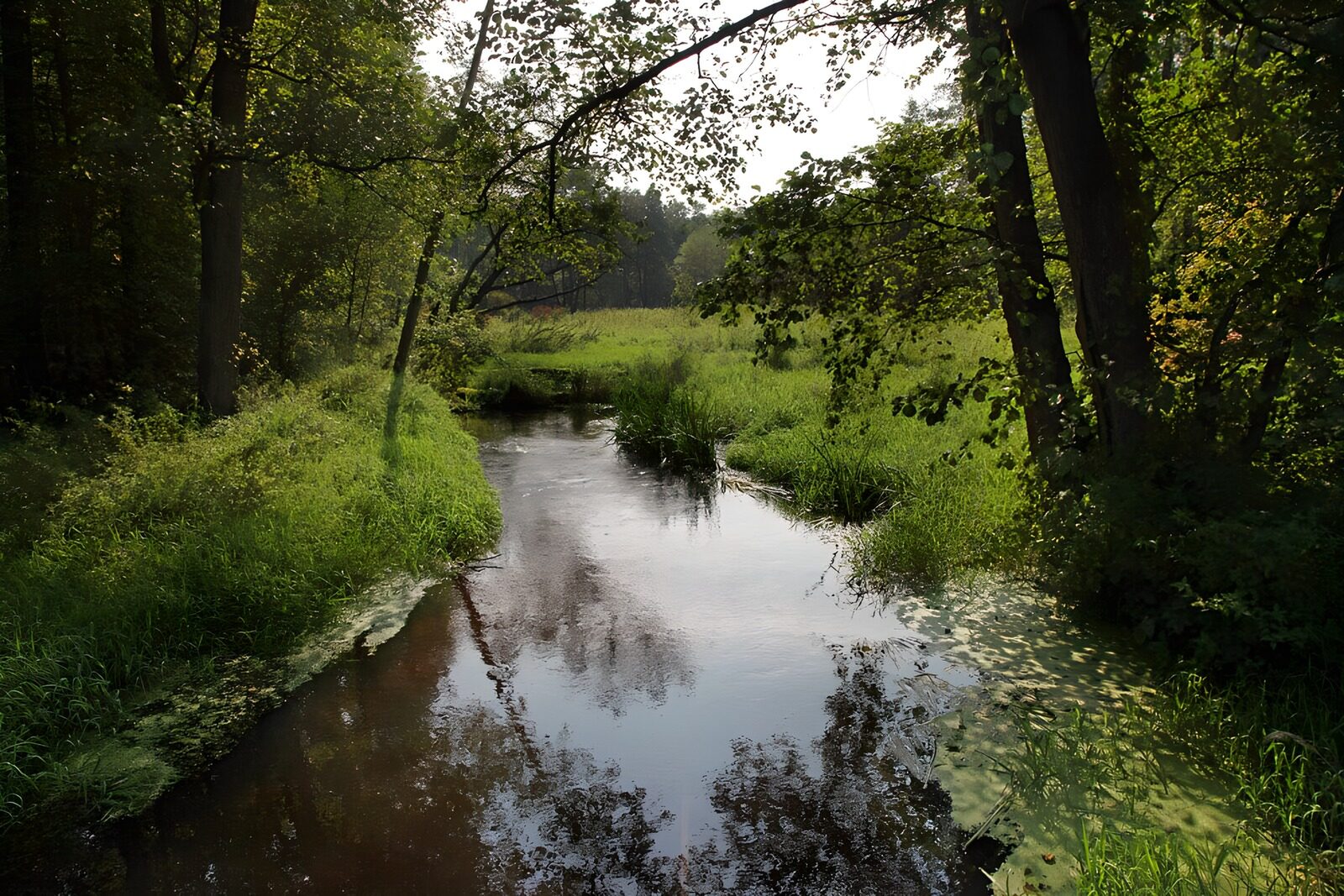TPDE11589: Bach durch Wald und Wiesen