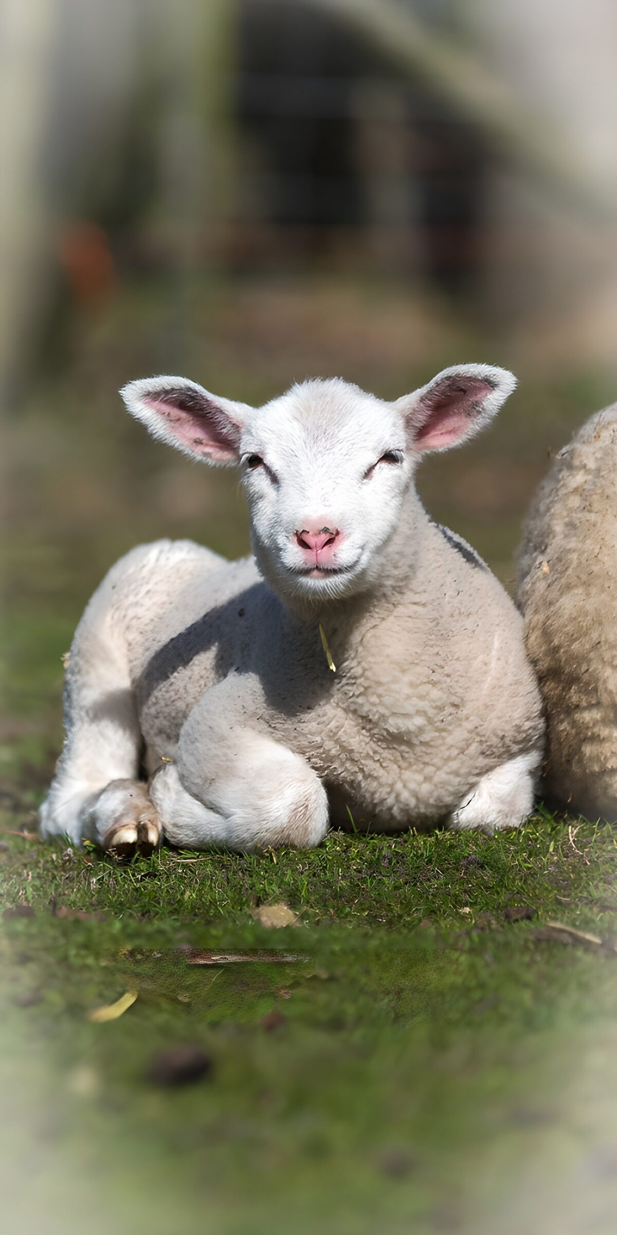 TPDE69927: Süßes Lamm auf der Wiese